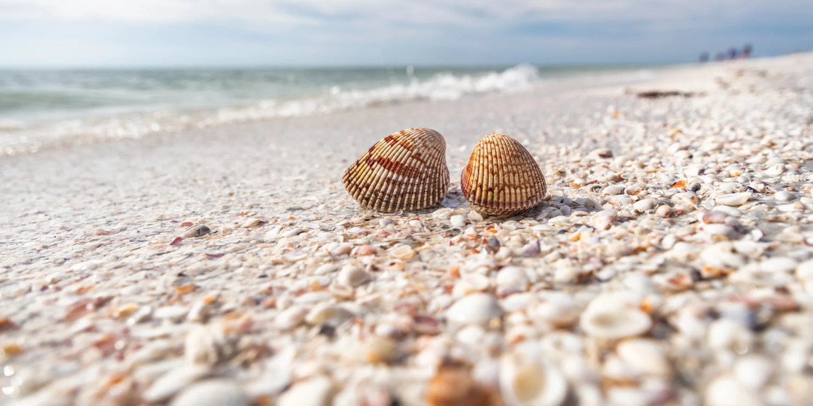 Beach seashells image