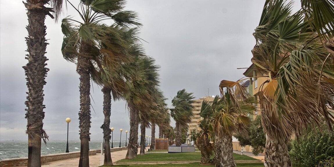 coastal construction Palm Trees in Hurricane Image